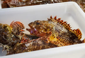 King Fish Exports